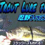 ブラックバスも釣れた！ルアーでは釣れそうにない魚も釣れた！  BIG Trout  Lure fishing！