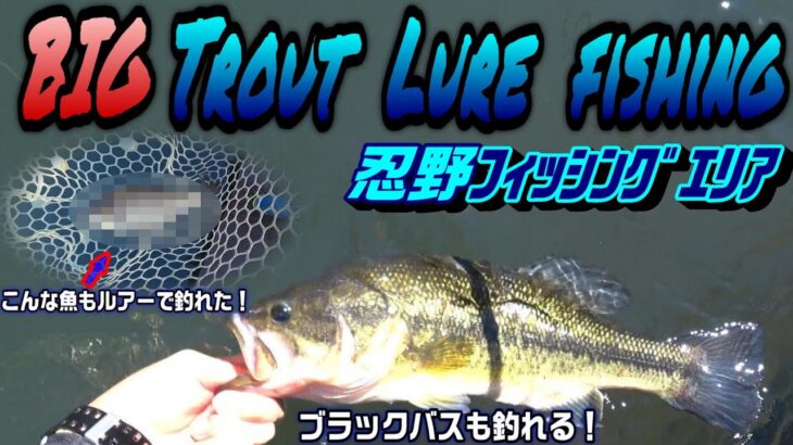 ブラックバスも釣れた！ルアーでは釣れそうにない魚も釣れた！  BIG Trout  Lure fishing！