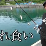串本町の堤防でのんびりサビキ釣り＆泳がせ釣りをしてみたら・・・