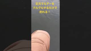 【バス釣り】ルアーを足元でグルグルするだけで喰らい付く。