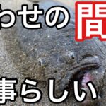 【サーフヒラメ】ヒラメを釣る為に最も大事にすべき事は、、食わせの”間”なのかも知れない！？朝マズメにフラッシュブースト炸裂、ついにあのルアーで念願のアタリが【次回予告あり】