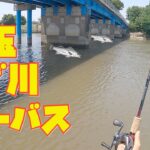 埼玉ドブ川シーバス釣り❗️