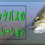 【ブラックバスの習性】１日の移動パターンを理解してバス釣りをレベルアップさせよう【初心者】