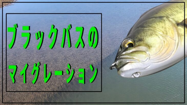 【ブラックバスの習性】１日の移動パターンを理解してバス釣りをレベルアップさせよう【初心者】