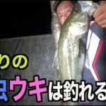 夜釣り　簡単ウキ釣りで釣れる　三原の釣り場でシーバスGET（セイゴ・・）