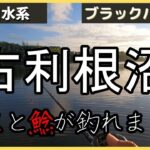 バス釣り！千葉県の古利根沼でブラックバスと鯰が釣れました