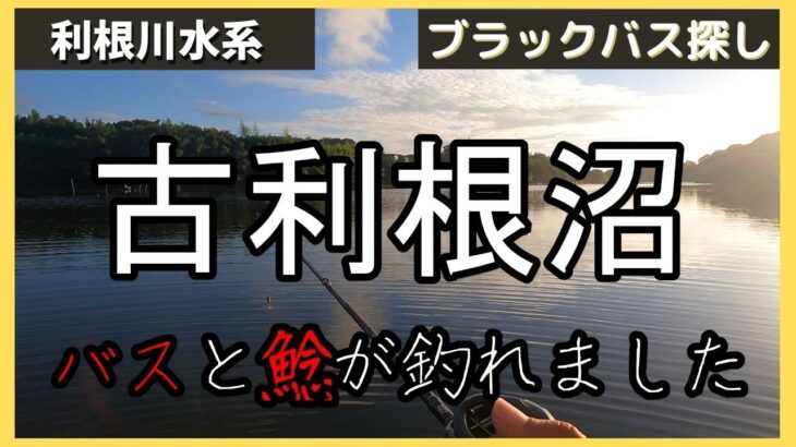 バス釣り！千葉県の古利根沼でブラックバスと鯰が釣れました