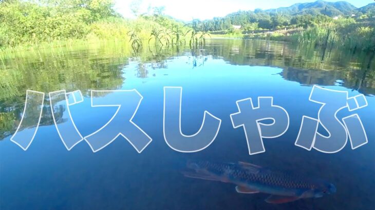 ブラックバスを釣って食う【バスしゃぶ】