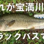 【バス釣り】これが宝満川のブラックバスです!