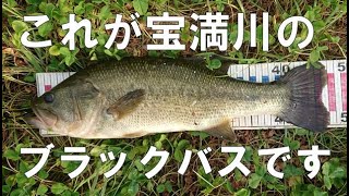 【バス釣り】これが宝満川のブラックバスです!