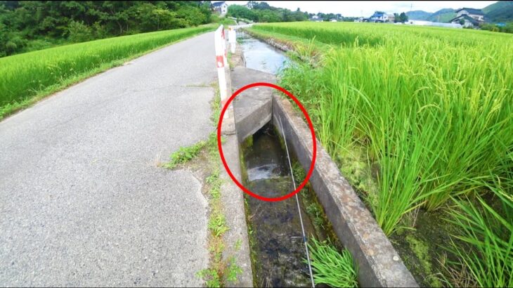 【釣り放題】田んぼ横の水路にルアーを入れたら・・・すごすぎた！！！