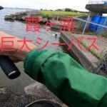 霞ヶ浦水系 巨大シーバスとの死闘[霞ヶ浦　バス釣り　シーバス]