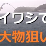 大雨でハマチ！とっとパーク　のませサビキ釣り