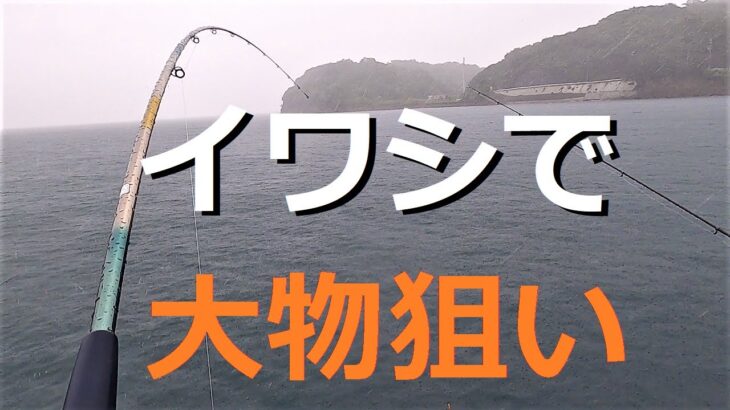 大雨でハマチ！とっとパーク　のませサビキ釣り