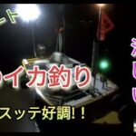 ミニボートで【夜のイカ釣り】夜釣りは涼しく快適!イカメタル!オモリグ!