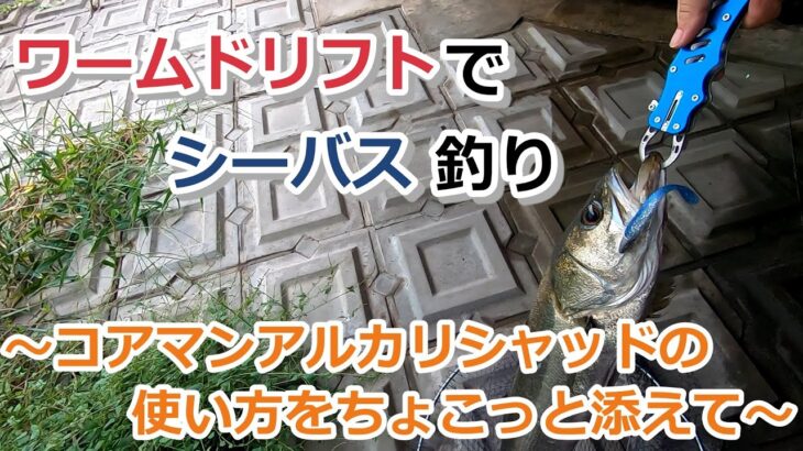 ワームドリフトでシーバス釣り～コアマン アルカリシャッドの使い方をちょこっと添えて～【2021年9月18日】