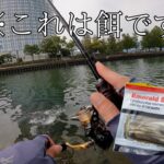 【バス釣り】スレたバスも餌を使えばルアーより簡単に釣れるのか？in琵琶湖南湖