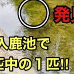 【釣りブラックバス】発見‼︎５匹中の１匹‼︎入鹿池のポイント紹介中に遭遇‼︎