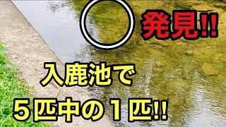 【釣りブラックバス】発見‼︎５匹中の１匹‼︎入鹿池のポイント紹介中に遭遇‼︎