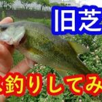 【旧芝川】でバス釣り。