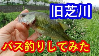 【旧芝川】でバス釣り。