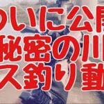 【バス釣り】岐阜県　川　バス釣り　秘密の川にてブラックバスを探してます。