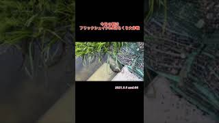 #バス釣り #ブラックバス #釣り初心者 #動画編集初心者 【バス釣り】ネコリグをずっと放置した結果…【フリックシェイク】