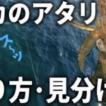 説明中に釣ります。エギングでアタリを取れない人必見。イカのアタリの「基本」を徹底的に解説します。