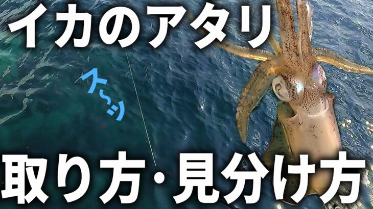 説明中に釣ります。エギングでアタリを取れない人必見。イカのアタリの「基本」を徹底的に解説します。