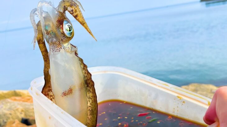 釣りたてのアオリイカを生きたまま漬け込みたい