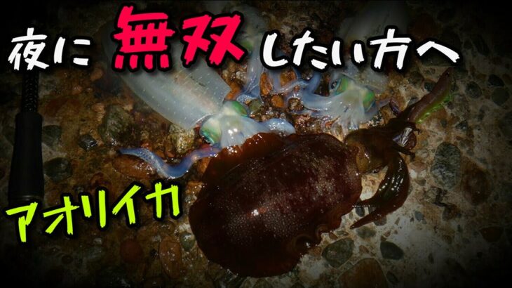 【秋エギング】夜の釣り方のヒント教えます。あまりバラしたくないコツも…。 アオリイカ　エギング　秋アオリ　秋エギング 巻いて釣る ナイトエギング