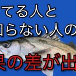 シーバス釣り初心者の人にもわかりやすいバイブレーションとミノーの使い方