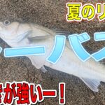 【シーバス釣り】日本三大急流の一つ山形最上川は流れも魚も強い‼