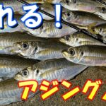 アジング初心者必見！最も分かりやすく、誰でもアジが釣れるようになるアジの釣り方講座【超解説】