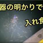 波崎新港サビキ釣り【2021年10月16日】夜明け前から朝方の時合い編