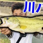 久しぶりにバス釣りに行ったら水深30cmの川で連発！！