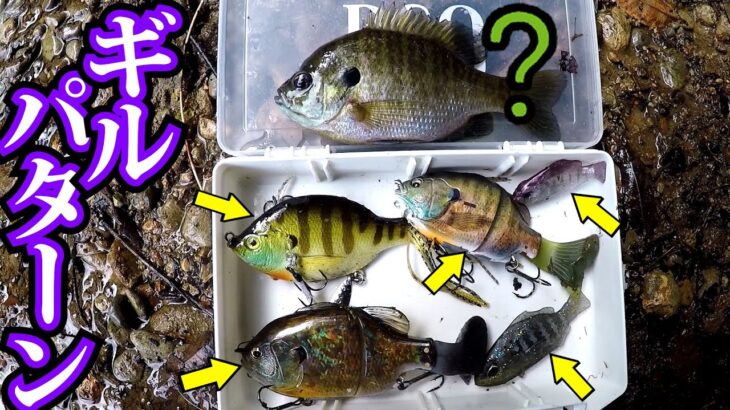 【バス釣り 野池】ギルパターン最強ルアーは、これだ！秋のバスフィッシング！！bassfishing