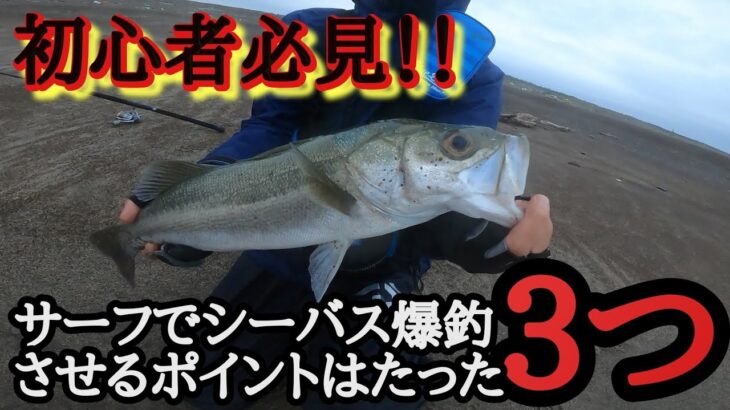 【シーバスの釣り方】サーフでシーバスを爆釣させる３つのポイントを徹底解説！【初心者必見】サーフシーバス講座　シーバス 釣り方（オレ釣りガチ勢じゃないんで東北青森県日本海釣り　シーバス）