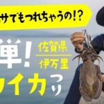 伊万里湾の波止でイカ釣り三昧！佐賀県の海の恵み！