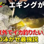 【イカ釣り】エギじゃなくてアジを使った秋イカの楽しみ方【泳がせ釣り】