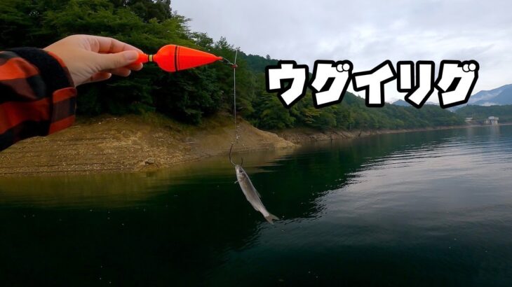 生き餌でバス釣り（ウグイリグ）池原ダムで餌釣りやってみた。