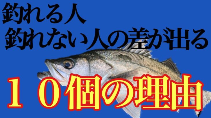 シーバスが釣れない原因になる10個の大事な事。シーバス初心者の人や始めたばかりの人に