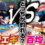 エギングバトル‼️100均エギ vs 高級エギ！どっちが釣れるか試してみたらイカが🦑✨