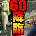 【速報】60cm降臨ブラックバス！超激戦週間全国バス釣り釣果情報【第９回】