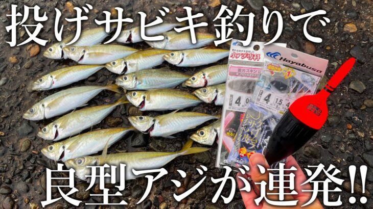 軽量投げサビキ仕掛けで良型のアジが連発！秋の美味しいアジを釣りに行く旅