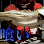 シーバス釣り　〜秋のナイトリバー攻略編〜