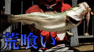 シーバス釣り　〜秋のナイトリバー攻略編〜