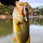 冬にシャッドで釣れないなら、この動画の釣り方をマネしてみて下さい「バス釣り」「野池」「初心者」