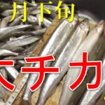 【サビキ釣り】花咲漁港!名物！大チカ爆釣！！