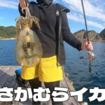 初めての筏釣り!! 和歌山中紀のイカダはイカの宝庫★